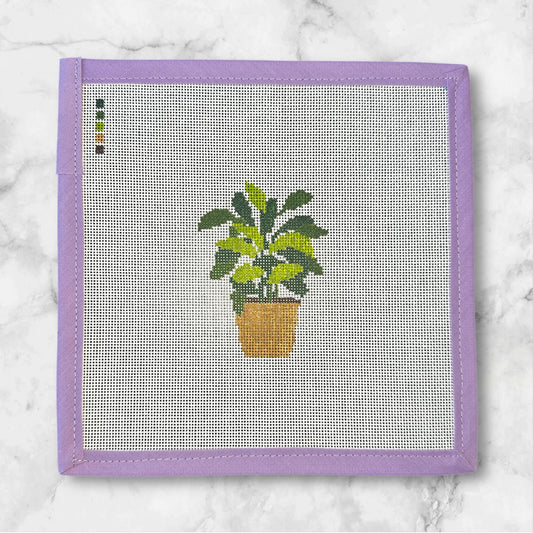 Philodendron