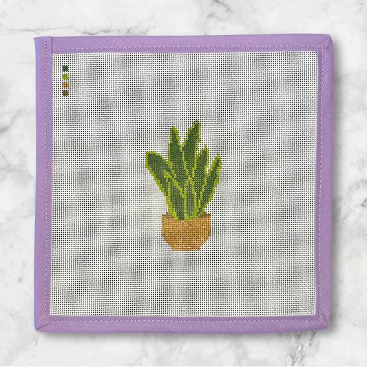 Snake Plant