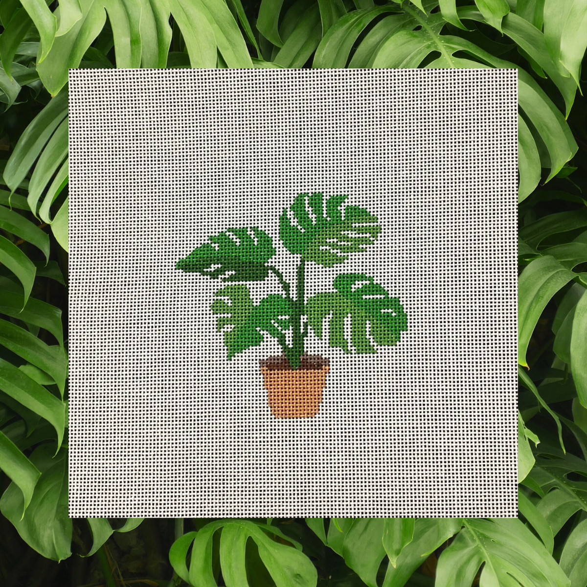 Monstera