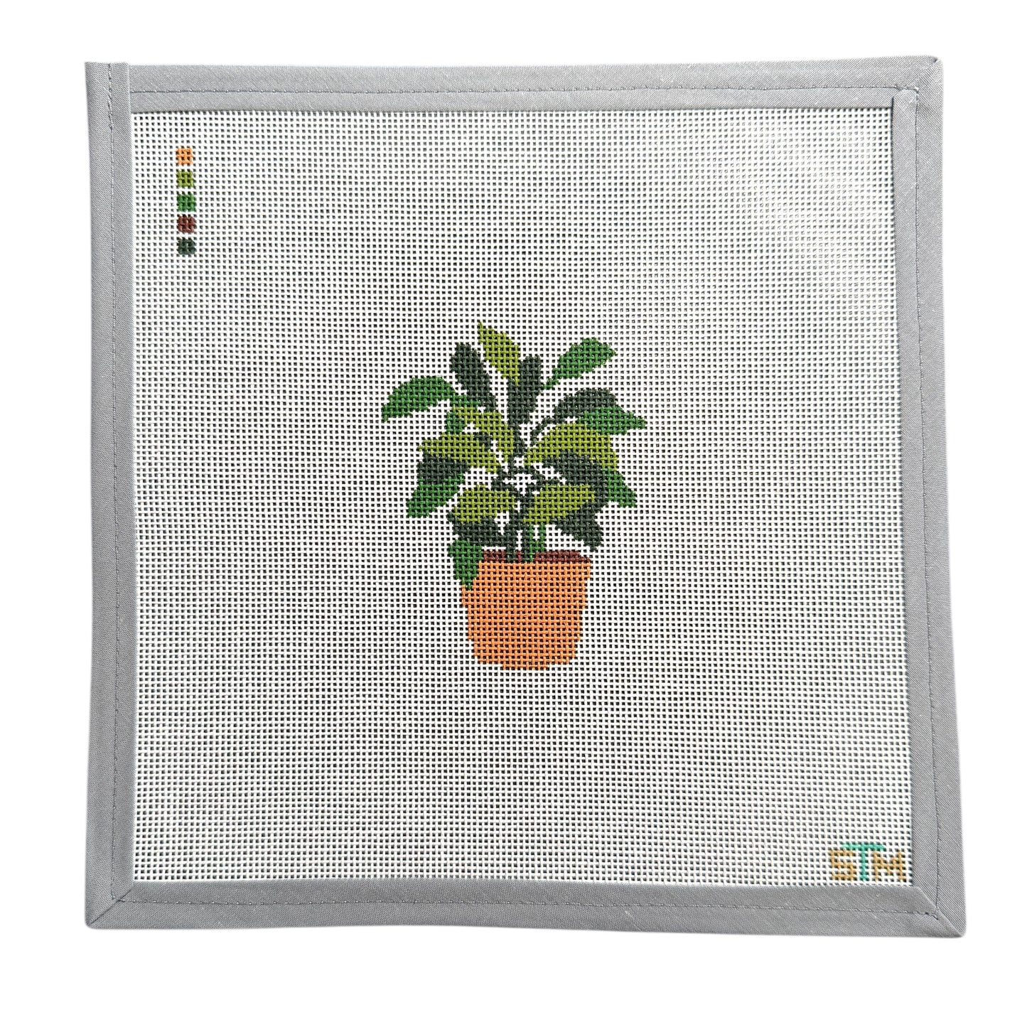 Philodendron