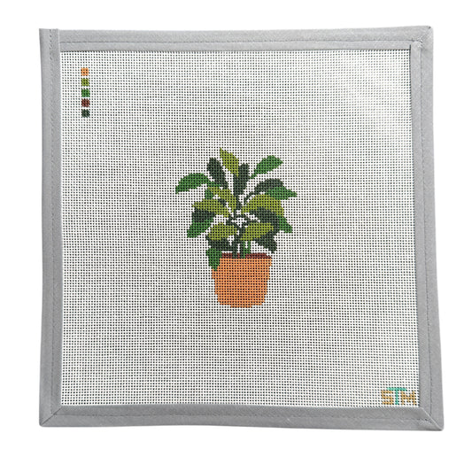 Philodendron