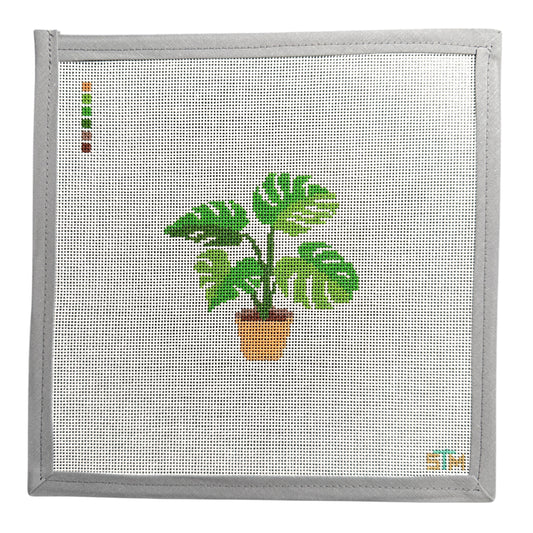 Monstera